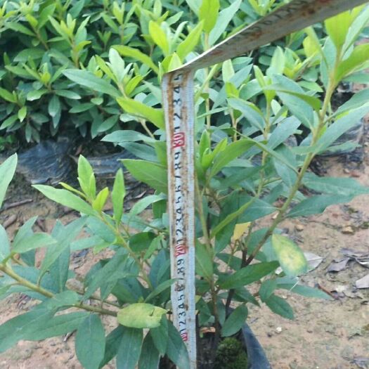 桂林 毛杜鹃杯苗大量出售欢迎老板选购面议精准