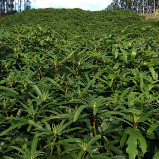 灵山县正宗五指毛桃杯营养苗