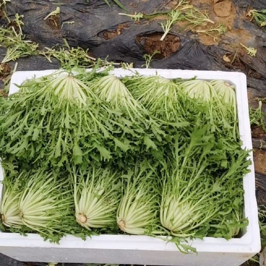 新民市苦菊 精品苦苣
