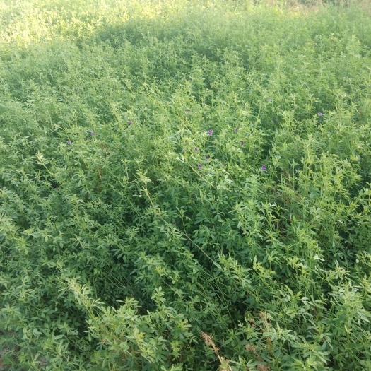 沧县 紫花苜蓿