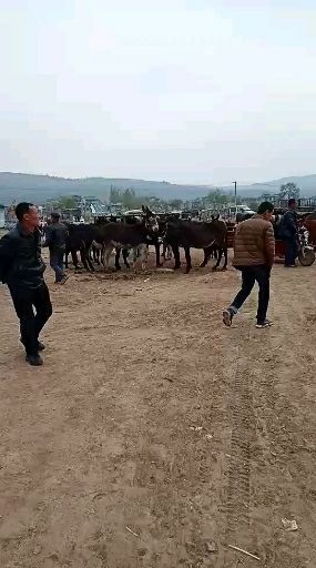 肉牛   甘肃牛羊骡马交易市场代办