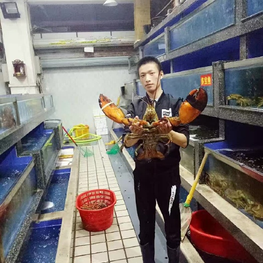 上海波士顿龙虾  波斯龙，加波