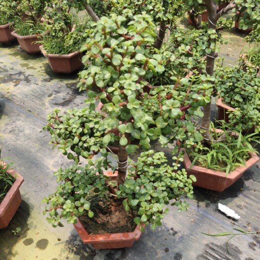 漳州金枝玉叶多肉 【老桩造型】优美，花团锦簇，基地价优，欢迎前来基地参观挑货