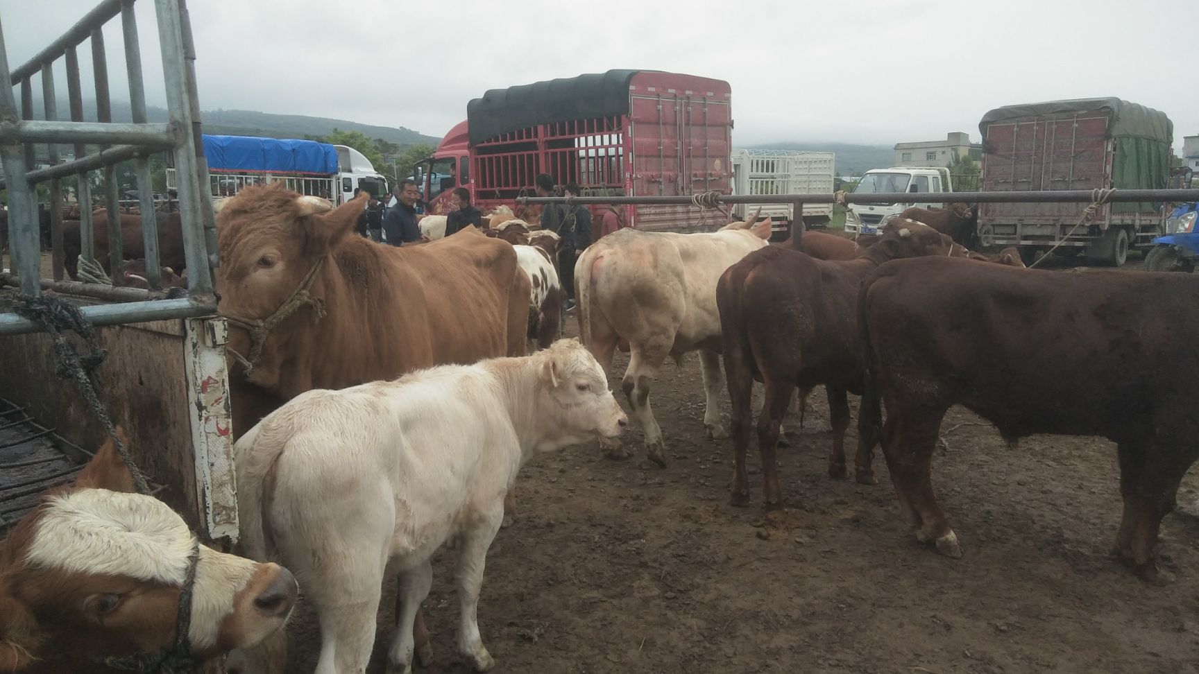 肉牛   甘肃牛羊骡马交易市场代办