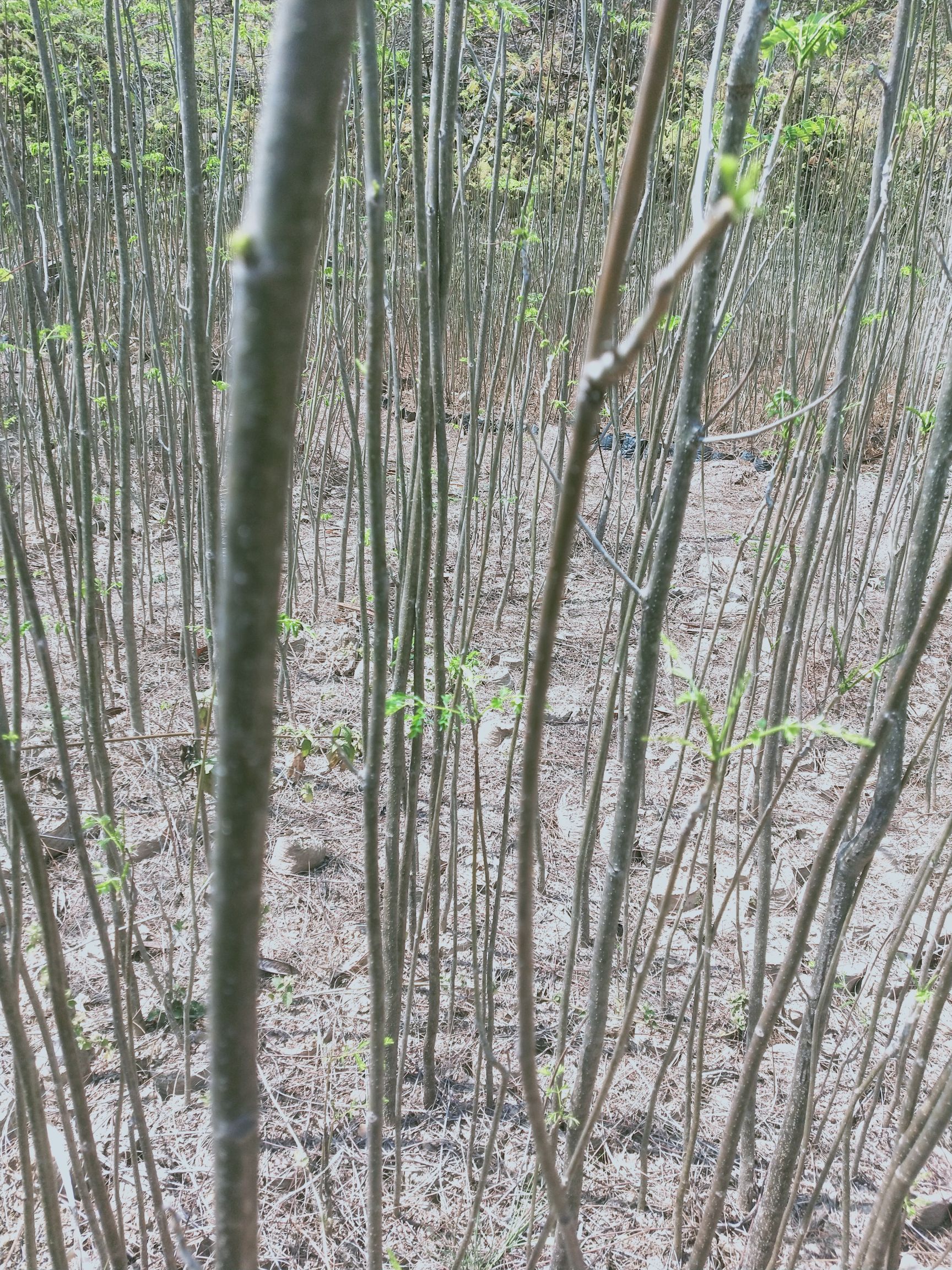 凤凰木 苗木基地，三证一签齐全，质量有保障