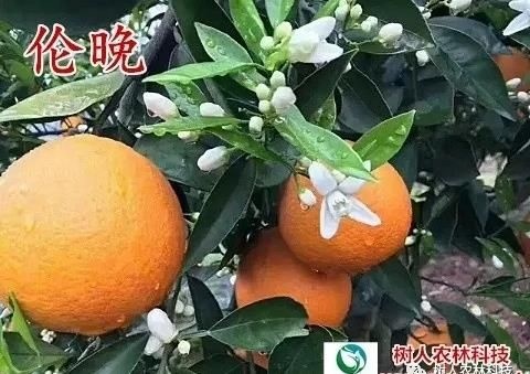 伦晚脐橙苗1年苗伦晚杯苗纯度品质保障签订合同