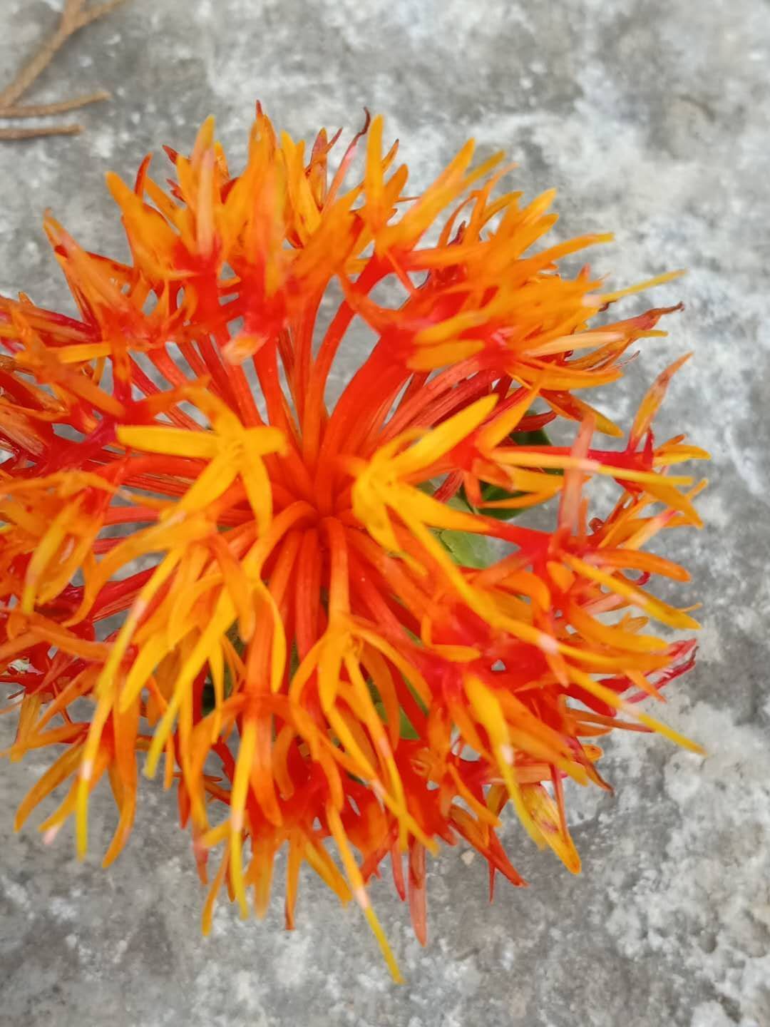  红花有售，价格优惠！