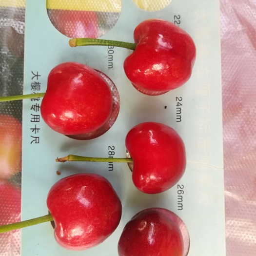 郑州布鲁克斯樱桃树苗 中国农科院郑州果树所种苗中心大樱桃葡萄桃苹果梨田柿果桑猕猴