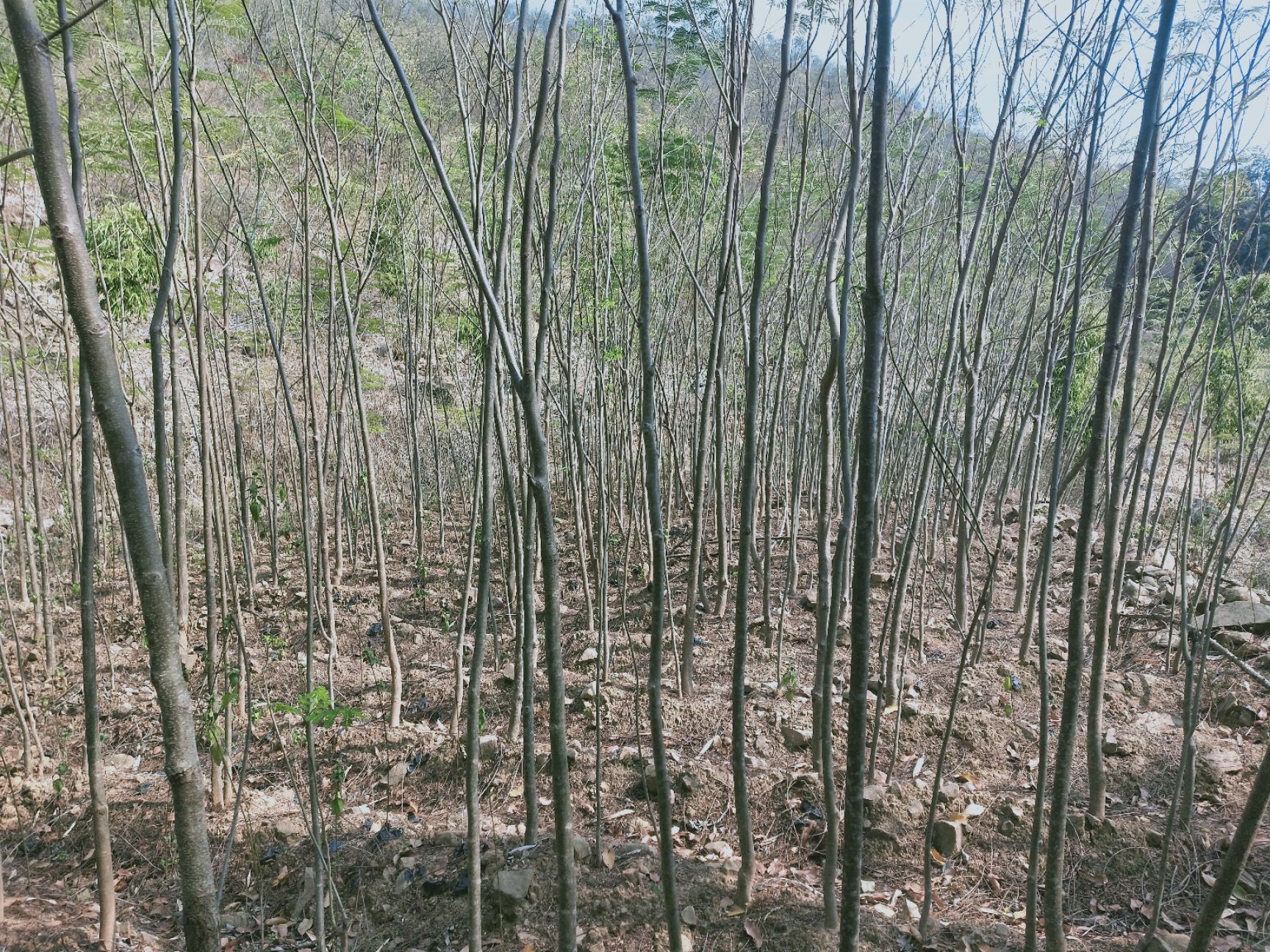 凤凰木 苗木基地，三证一签齐全，质量有保障