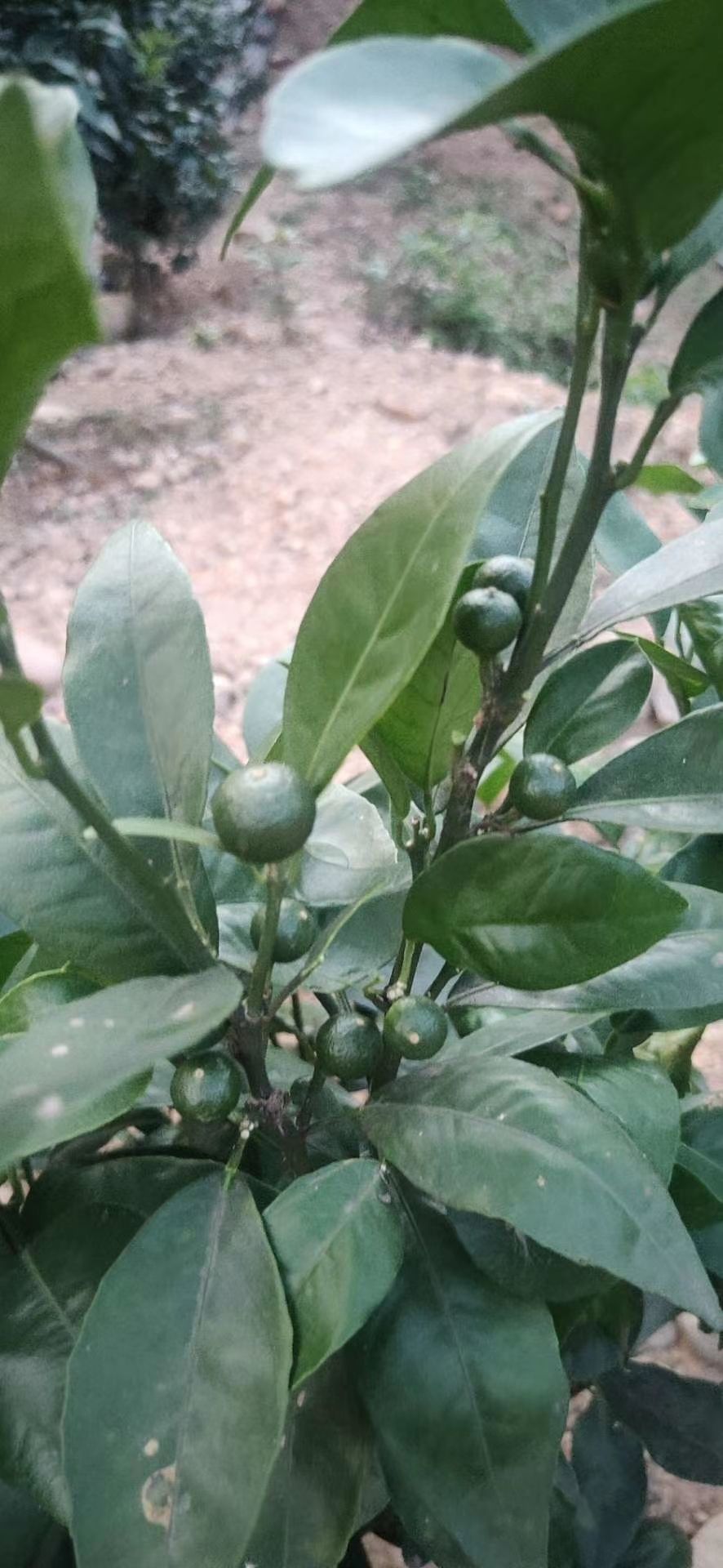  无公害有机荔枝