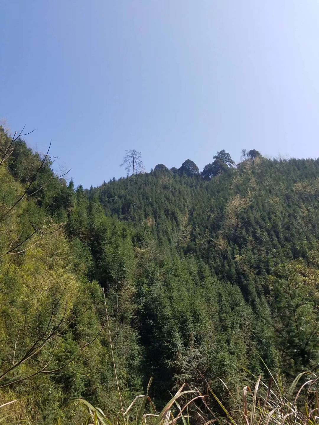 土蜂蜜 百花蜜天然純手工