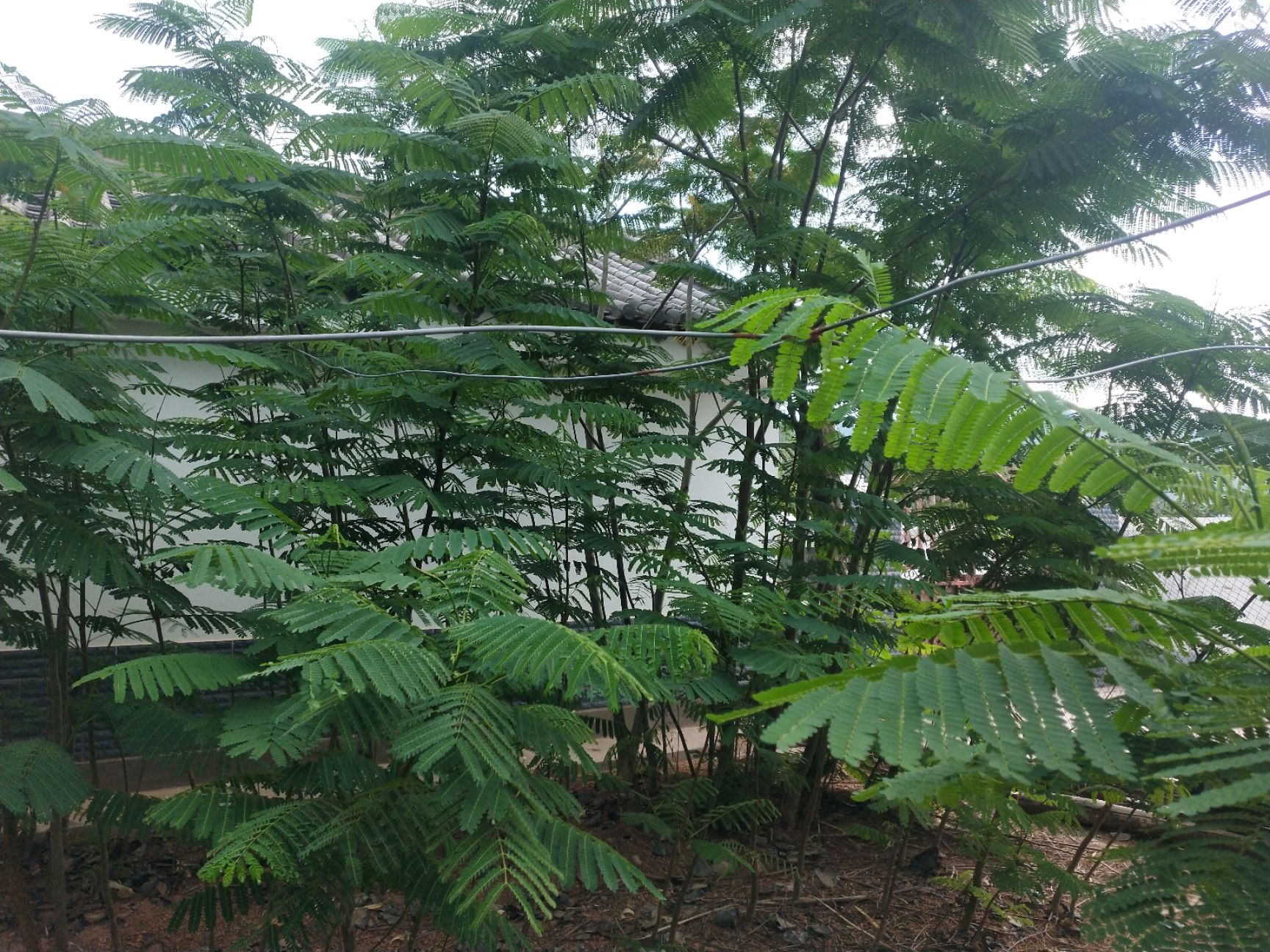 凤凰木 苗木基地，三证一签齐全，质量有保障