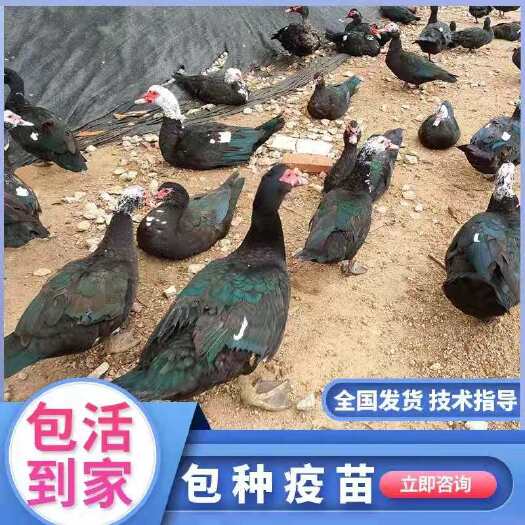 南宁 鸭苗，大种黑翻鸭苗，可养12斤，包打疫苗