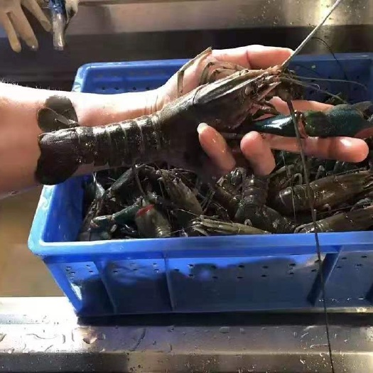文昌市 基地直供澳洲淡水小龙虾