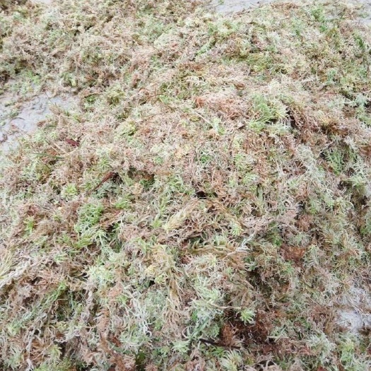 荔波县 水苔干货500斤