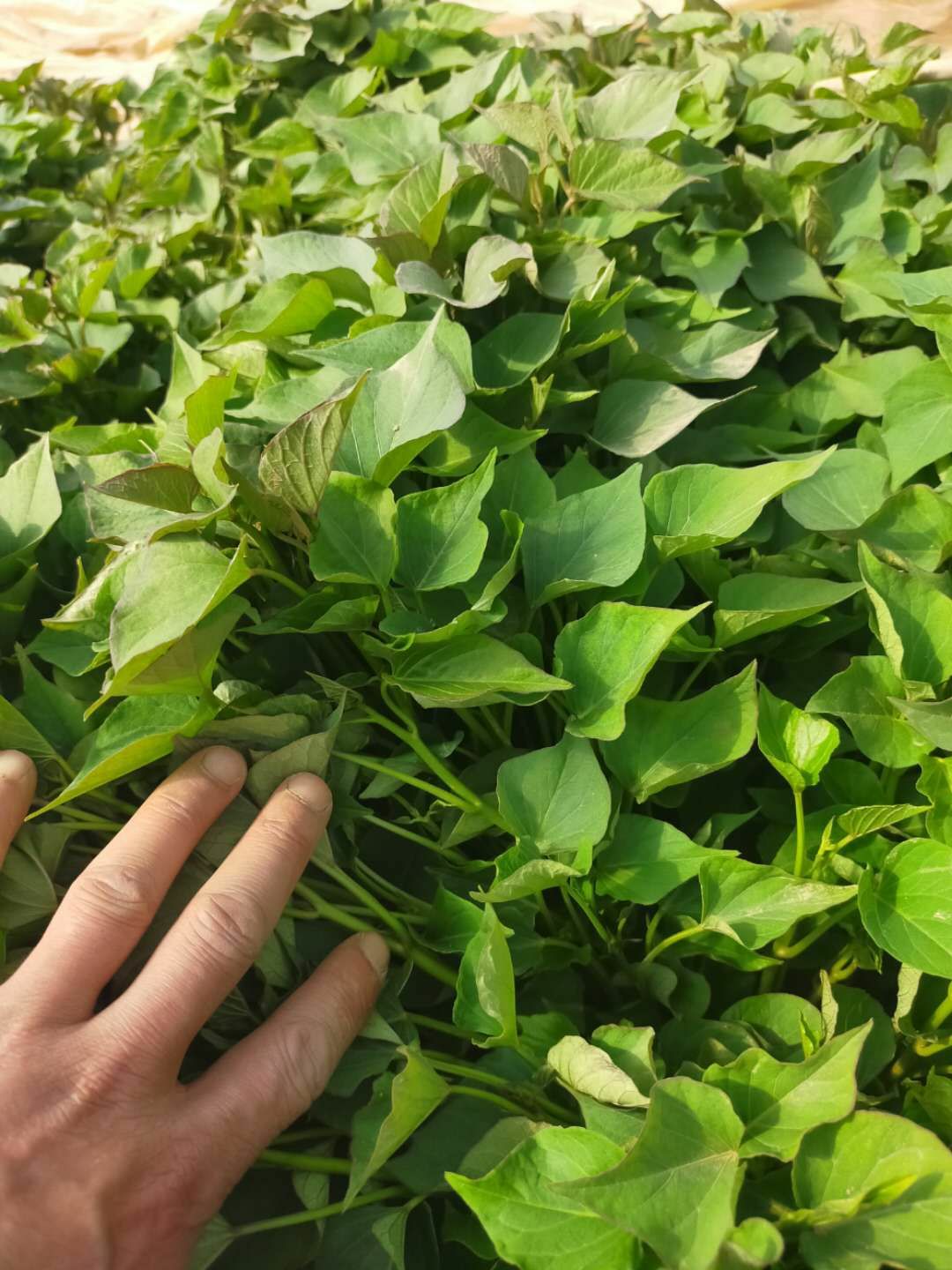 秦薯4号红薯苗 大量出售红薯苗