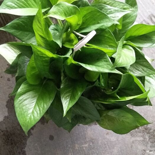东莞市绿萝 常年供货，货量充足，讲诚信，守承诺。