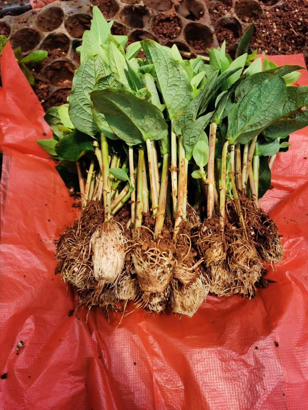 昆明火龙珠茶花  火龙珠大红果