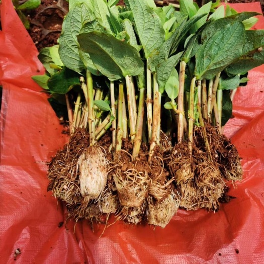 昆明火龙珠茶花  火龙珠大红果