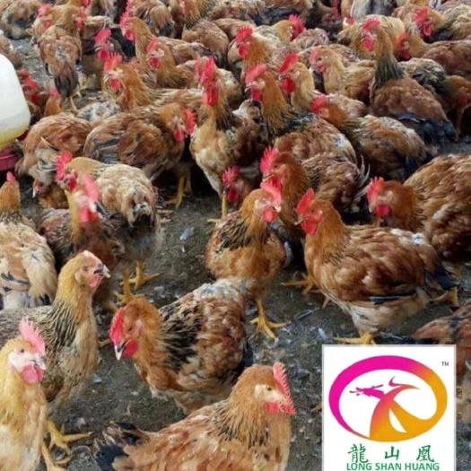 广州K9鸡苗 诚信经营  品质保证