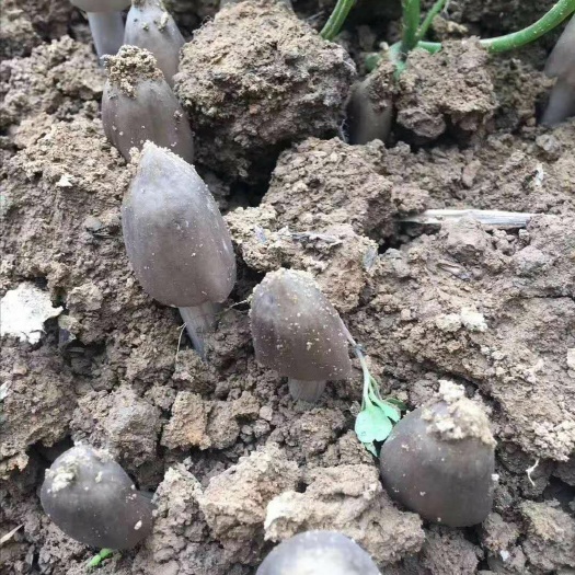 来宾鸡枞菌 鲜鸡枞菌