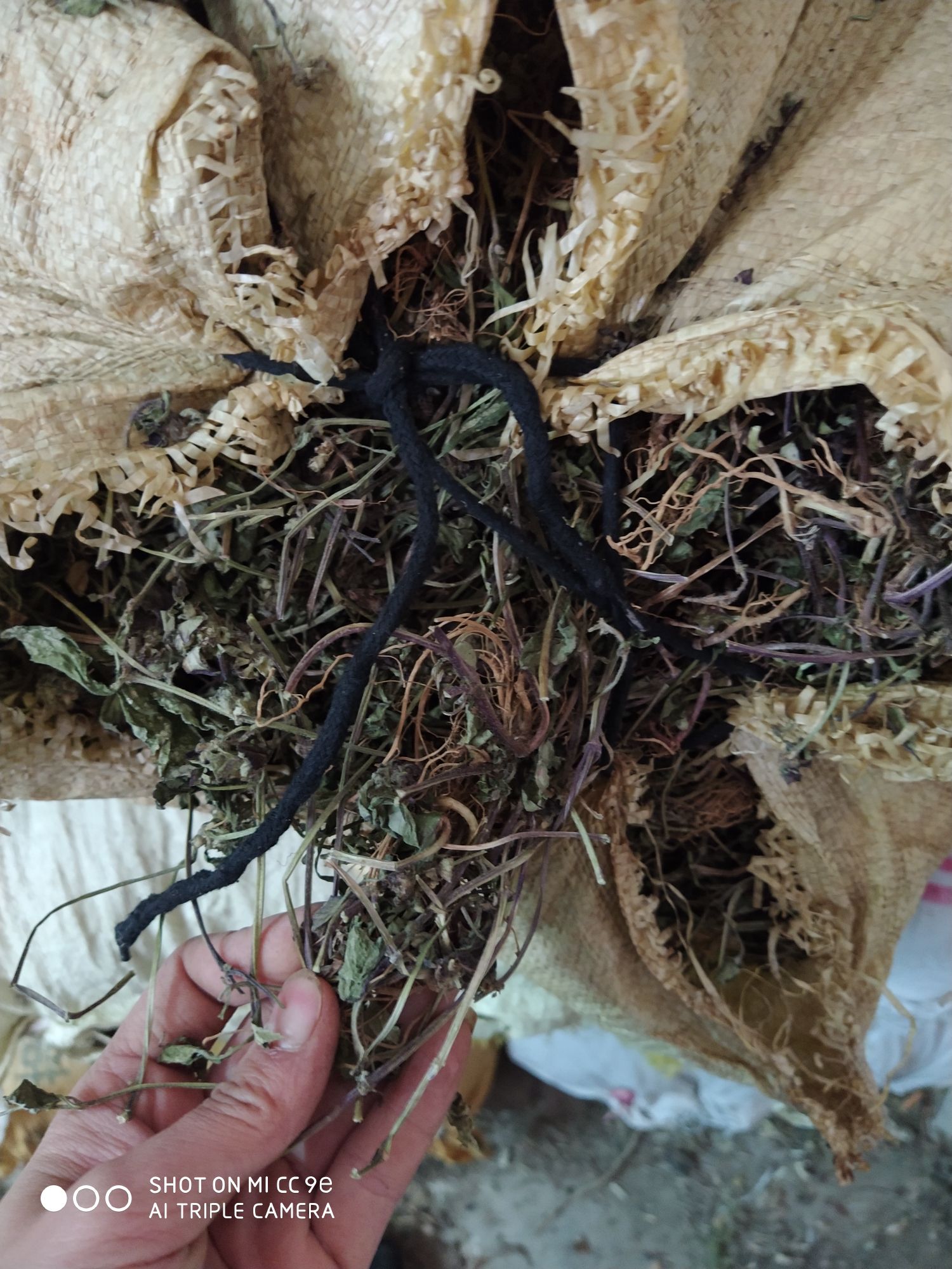 血竭 散血草，不需要多说，懂得人自然懂。