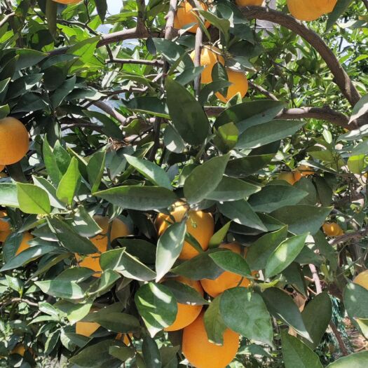 秭归县 秭归夏橙已大量上市