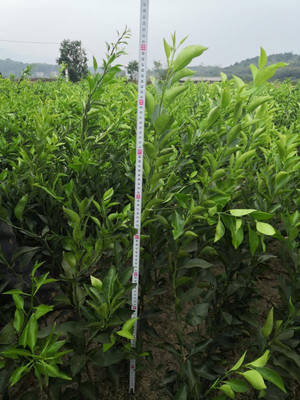 明日见柑橘苗明日见杯苗签订合同纯度品质保障顺丰包邮