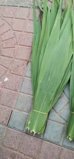 安新县粽叶