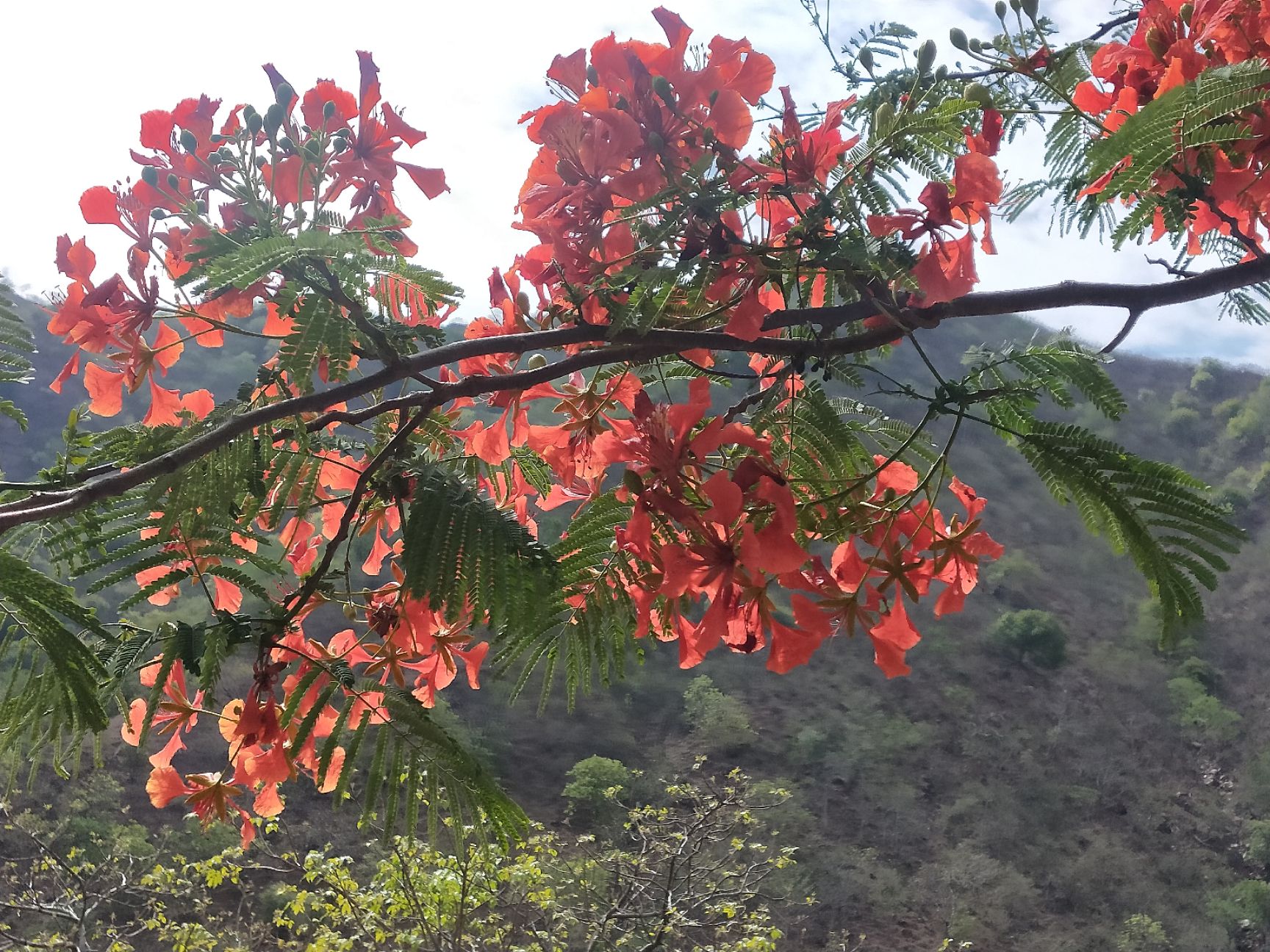凤凰木 苗木基地，三证一签齐全，质量有保障