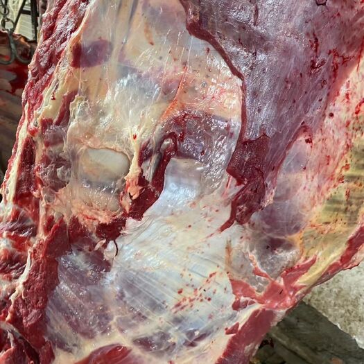 阳信县 多肉牛排