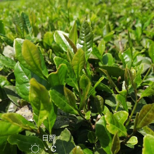 日照 日照绿茶