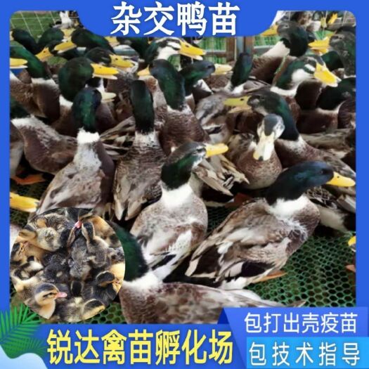 南宁大种麻鸭苗 科教兴农、奉行‘信誉第一、顾客至上’的服务宗旨