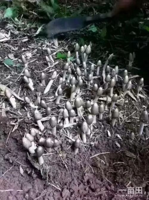 贵港各位老板们，天然鸡枞菌，天然的，欢迎老板订单合作优惠