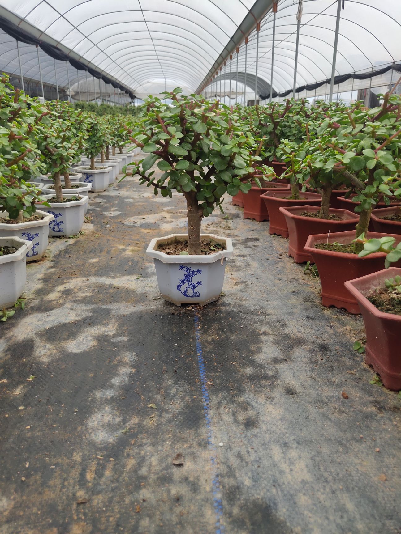 金枝玉叶多肉 【老桩销冠】金枝玉叶老桩盆景，单杆盆栽，基地供货，欢迎参观