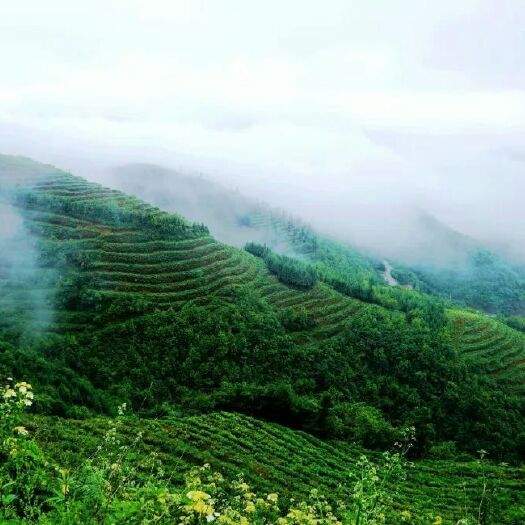 陇川县 云南陇川高山生态绿茶