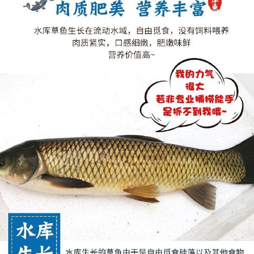信丰县水库草鱼  1.5-4公斤