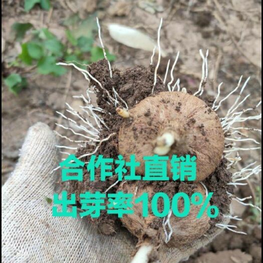 亳州藏红花种球  藏红花种子  藏红花种子西红花种球番红花产地直