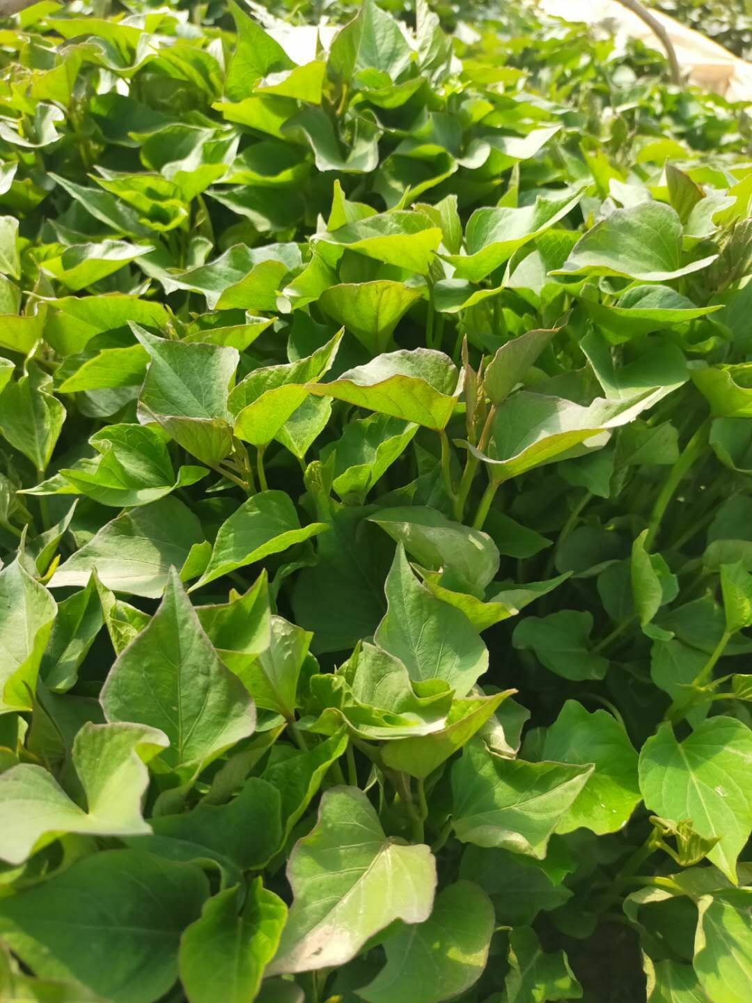 秦薯4号红薯苗 大量出售红薯苗