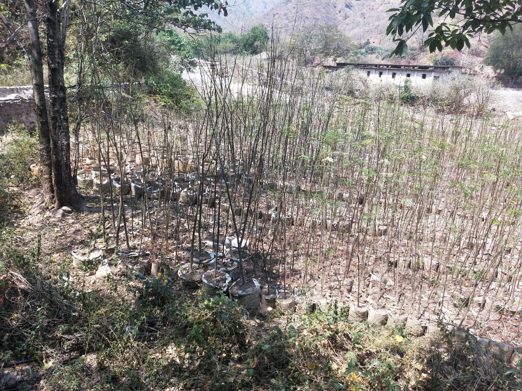 凤凰木 苗木基地，三证一签齐全，质量有保障