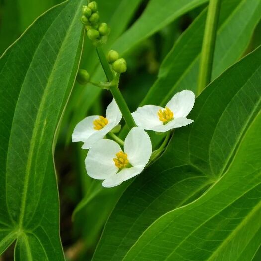安新县小茨藻 茨姑