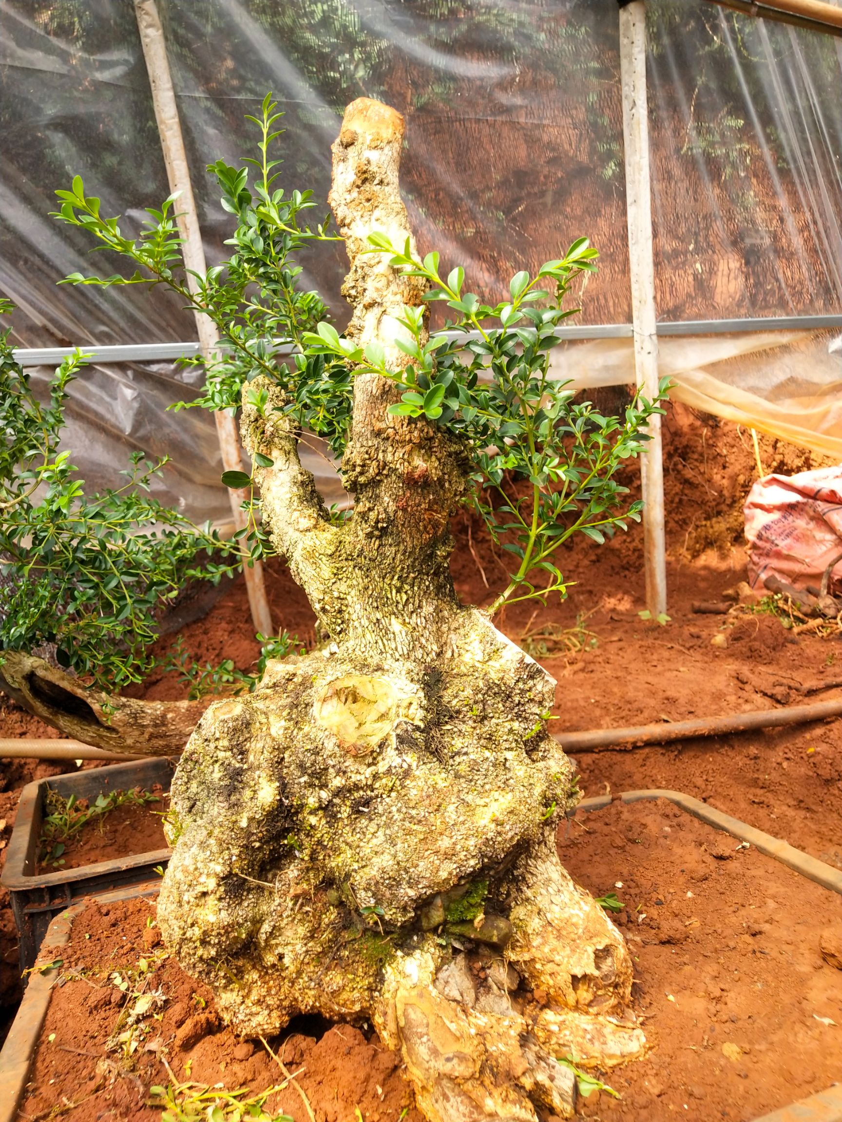  珍珠黄杨盆景素材小老桩
