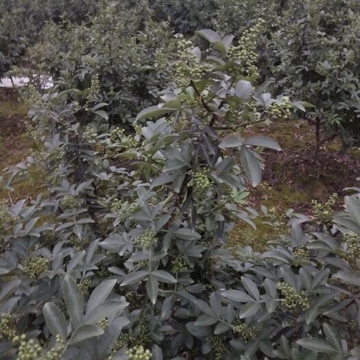 花垣县 九叶青花椒