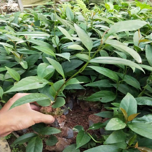 灵山县 黑老虎布福娜树苗血藤果粉一号爬藤果树四季结果树苗抗寒当年结