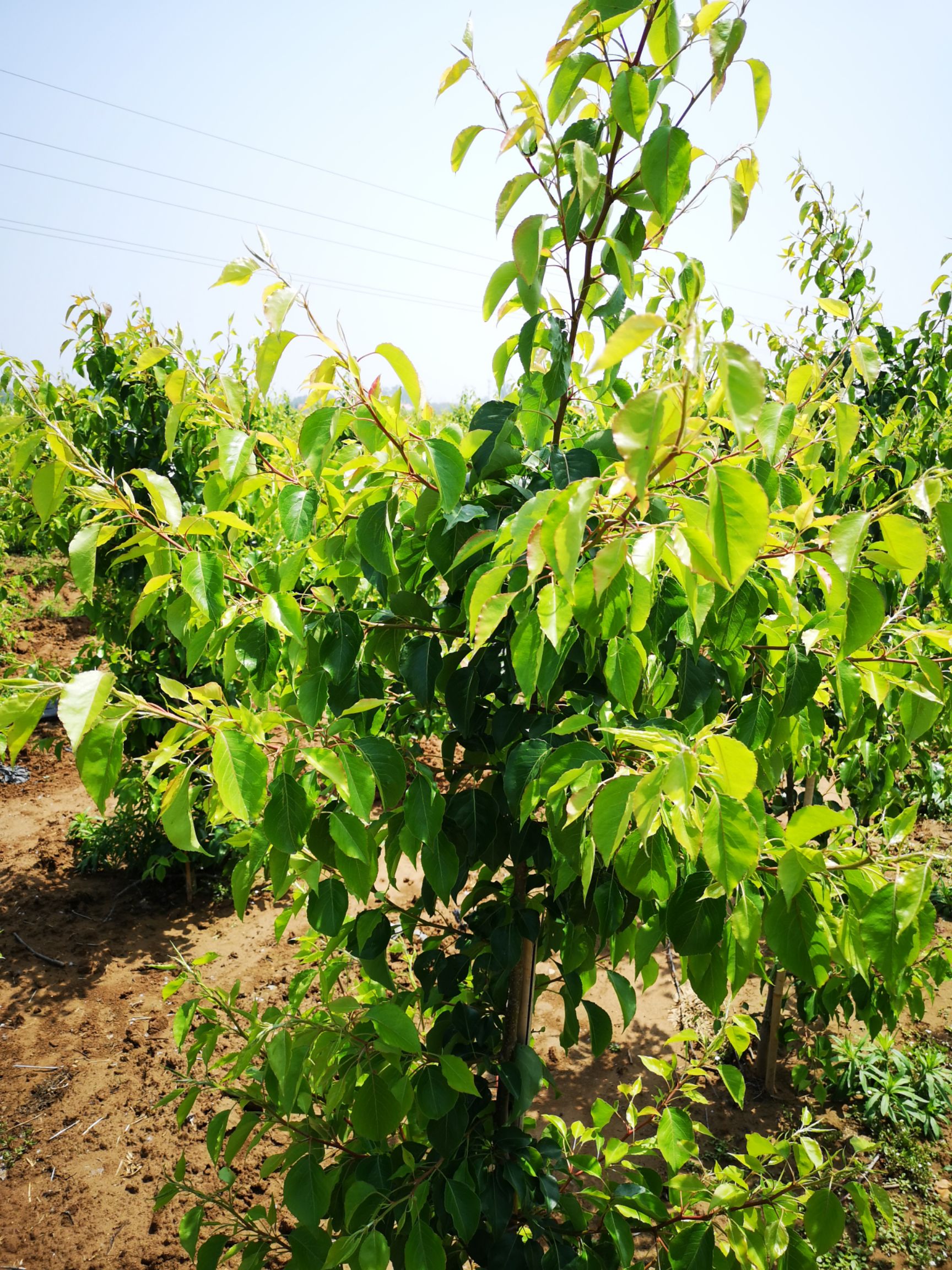 彩叶豆梨 秋火焰 临沂观赏绿化