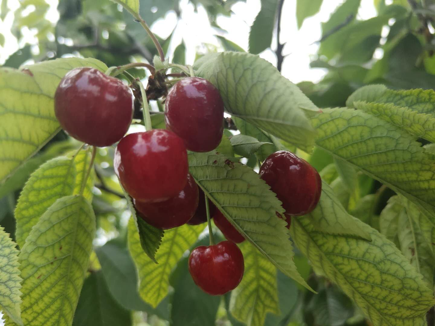 大量元素肥料  复合大量元素水溶肥。