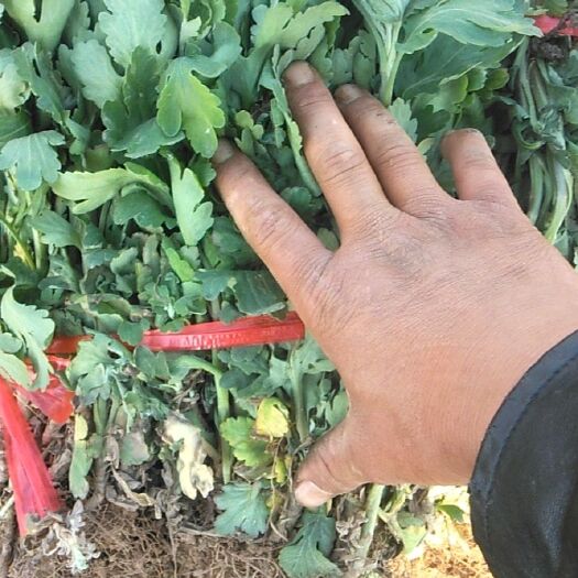 冠县千头菊苗  北京菊，现挖现发保证成活率
