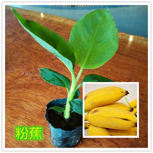 灵山县 香蕉苗树苗矮化芭蕉皇帝蕉粉蕉红香蕉南方四季抗寒可盆栽当年结果