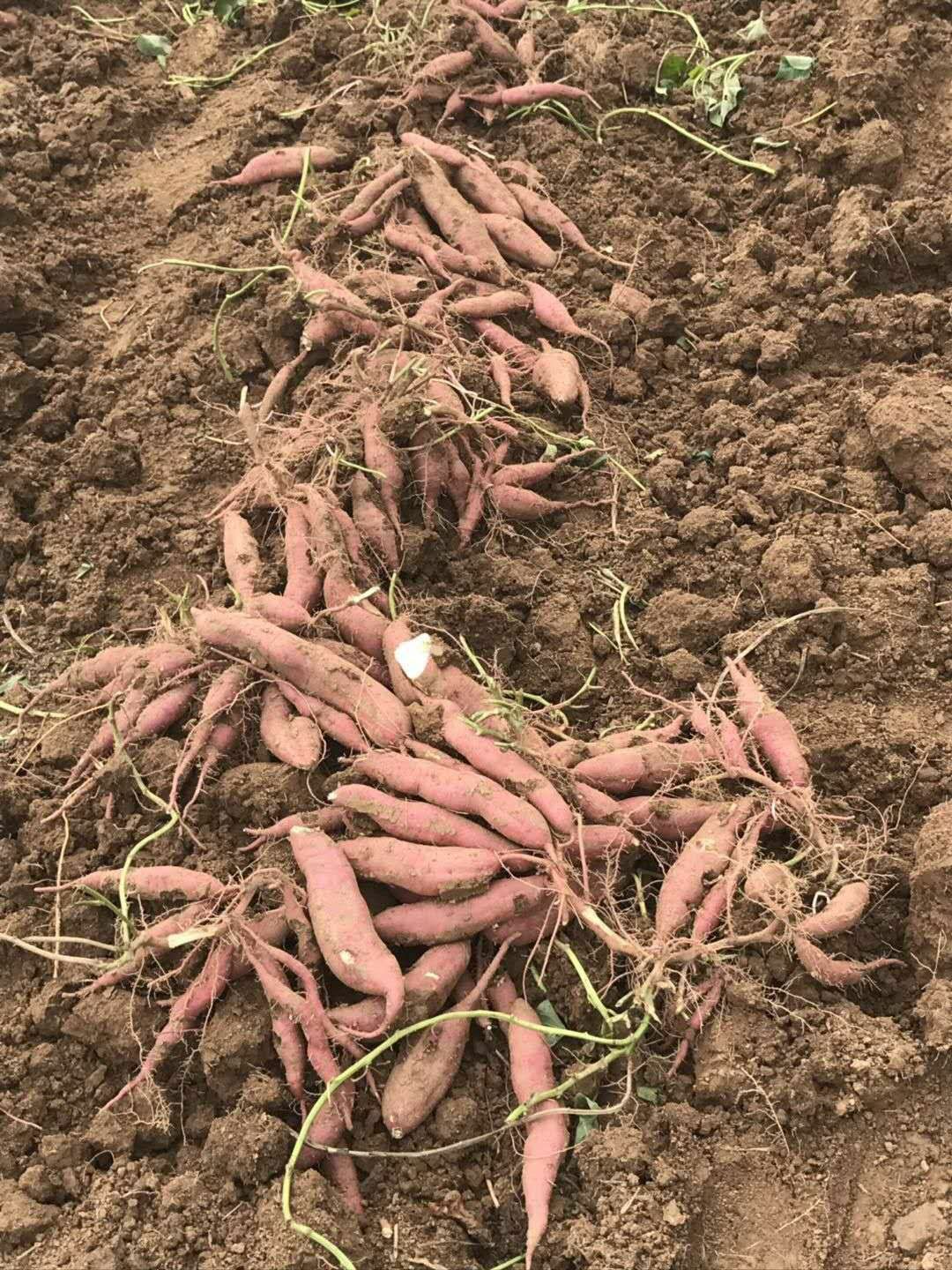 秦薯4号红薯苗 大量出售红薯苗