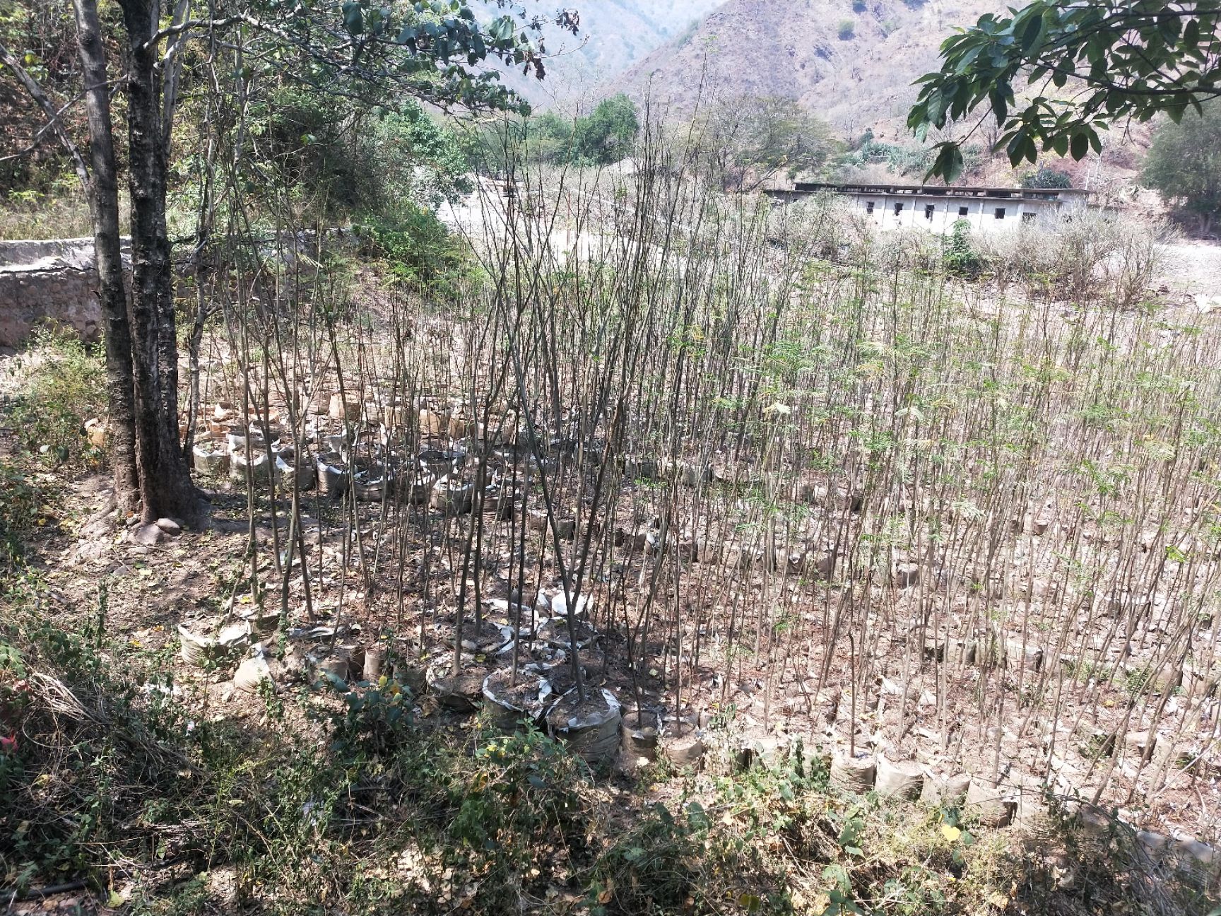 凤凰木 苗木基地，三证一签齐全，质量有保障